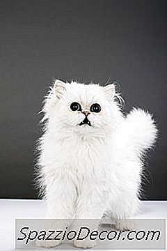 Kenapa Ekor Kucing?