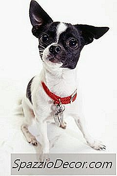 Kodėl Chihuahuas Augina Ir Įkando?