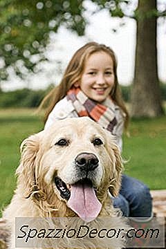 Защо Кучетата Лаят И Гонят Хора?