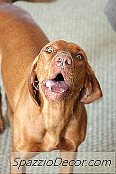 Waarom Blaffen Honden Naar Andere Honden?