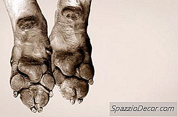 Por Que Os Cães Mastigam As Patas?