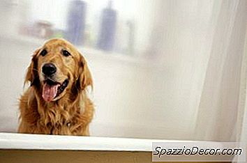 Köpekler Neden Banyo Yaptırmaktan Nefret Eder?