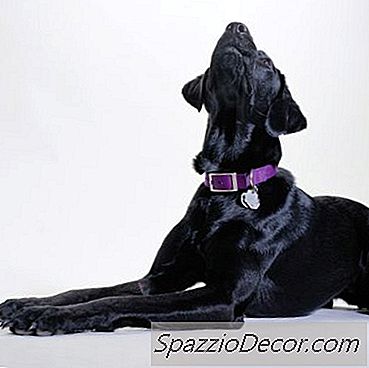 Köpekler Müzik Dinlerken Neden Uluyorlar?