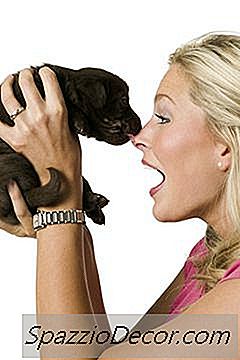 犬がお互いの口をなめるのはなぜですか？
