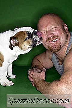 ¿Por Qué Los Perros Lamen Las Caras Del Humano?