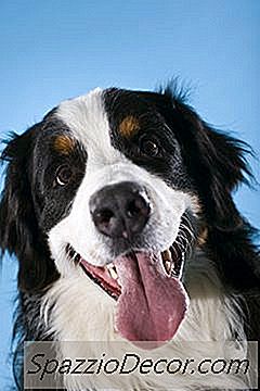 Waarom Likken Honden De Handen Van Mensen?