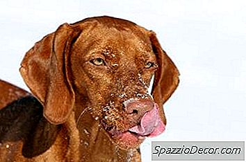 Hvorfor Hundene Lick Sine Senger?