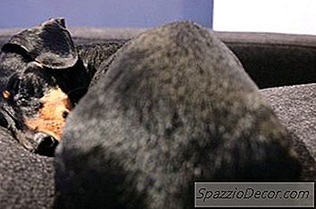 Waarom Houden Honden Van De Basis Van Hun Staarten Gekrast?