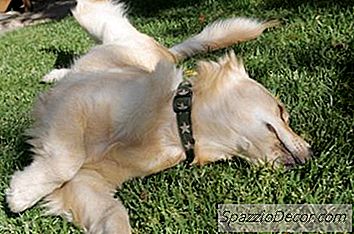 Waarom Lopen Honden In Dode Dingen Die Slecht Ruiken?