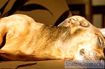 Hvorfor Sover Hundene Med Benene Opp I Luften?