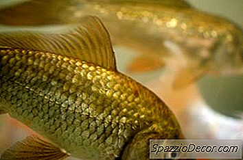 Zašto Se Zlatne Ribice Vrte U Spremnicima?