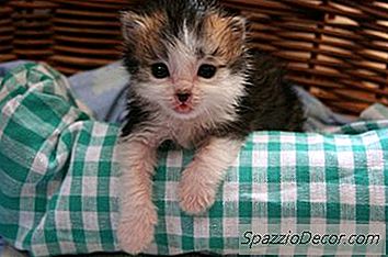 Waarom Steken Kittens Hun Tong Uit?