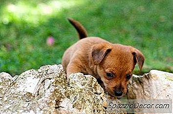 Perché I Cuccioli Mangiano La Loro Cacca?