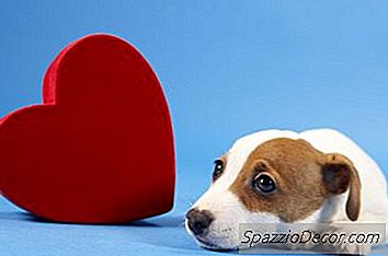 Neden Yavru Köpekler Yüzünüzü Yalamak & Penletmek İster?