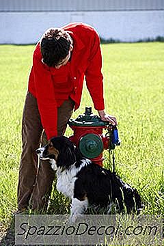 何匹かの雄犬がおしっこをしゃがむのはなぜ？
