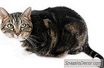 Por Que Um Gato Sacode Sua Cauda?