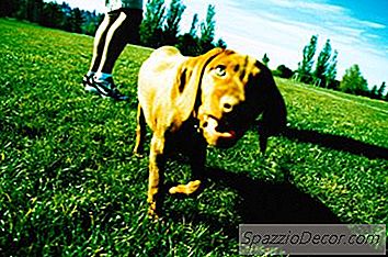 Bir Köpek Neden Başka Bir Köpeğin Sadece Peed Yaptığı Üzerine İşiyor?