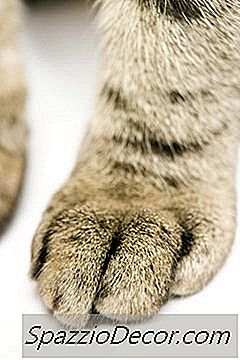 Hvorfor Katter Min Katt Meg Med Sine Poter?