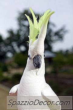Por Que Meu Cacatua Grita?