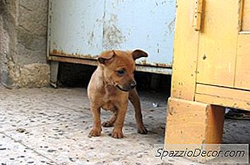 Por Que A Respiração De Um Filhote Cheira Tão Mal?