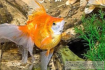 Waarom Wordt Het Water Geel In Een Aquarium?