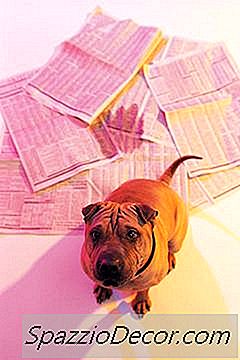 Por Que Um Cão Bate Sua Própria Urina