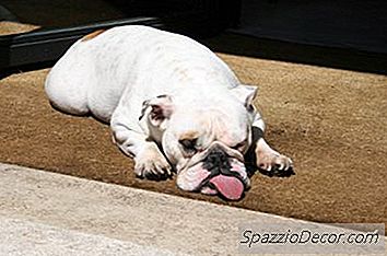 Perché I Cani Fanno Buoni Animali