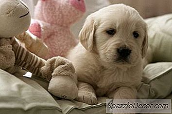 Waarom Vrouwelijke Puppies Zich Vermaken Met Hun Knuffels