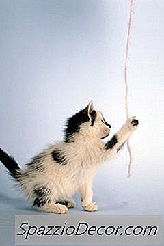 为什么室内猫跑在房子里