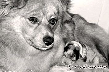 ¿Por Qué Es Ilegal Vender Cachorros Antes De Las 8 Semanas?