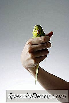Warum Pickt Mein Budgie Mich?