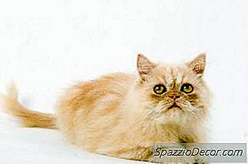 Por Que Meu Gato Dorme Na Caixa De Areia?