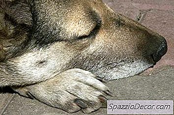 Mengapa Anjing Saya Gemetar Semasa Tidur?
