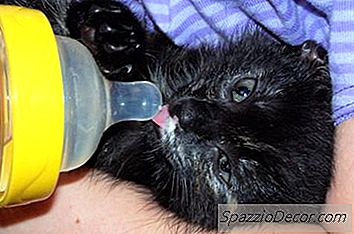 Warum Sollten Kätzchen Wasser Anstelle Von Milch Trinken?