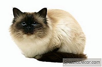 Warum Wird Eine Alte Katze Die Katzentoilette Nicht Benutzen?