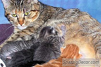 Warum Hört Eine Katze Auf, Ihre Kätzchen Zu Pflegen?