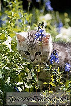 Ще Котка Фекалии Боли Градинска Почва?