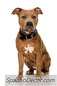 Kommer En Hund Att Bli Karantän För Att Bita I Indiana?