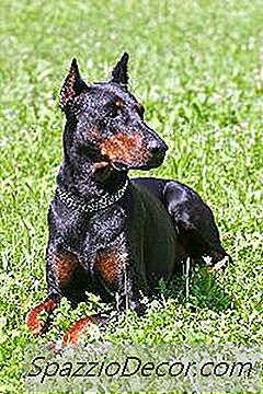 Enfermedad De Wobbler En Un Doberman Pinscher