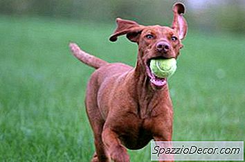 Worm Medicine For Dogs
