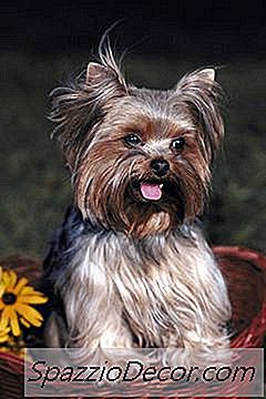 Yorkie Allergy Symptoms