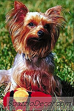 Yorkie Poo Cataracts