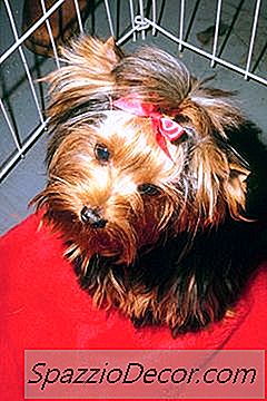 Yorkie Terrier-Kooitraining