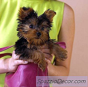 Yorkies Agresija Pret Kaķiem