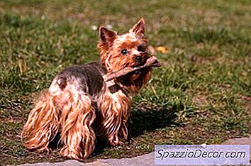 Yorkies En Vaccinaties