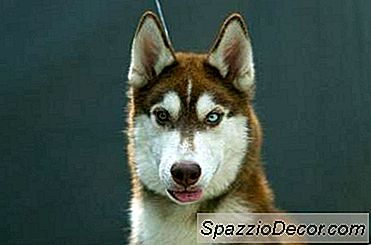 10 Ting At Vide, Før Man Vedtager En Sibirisk Husky