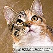Kitty'Nin Pençe Alışkanlığını Durdurmak İçin 6 İpuçları