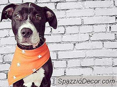 8 Empresas Incríveis Que Apóiam A Adoção De Animais