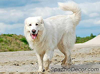 8 Cel Mai Mare Rasă De Câini