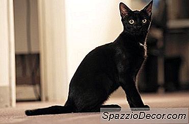 Unormal Cat Scratching